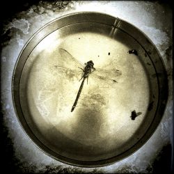 Robert Aller - "Dragon Fly" © photograph.